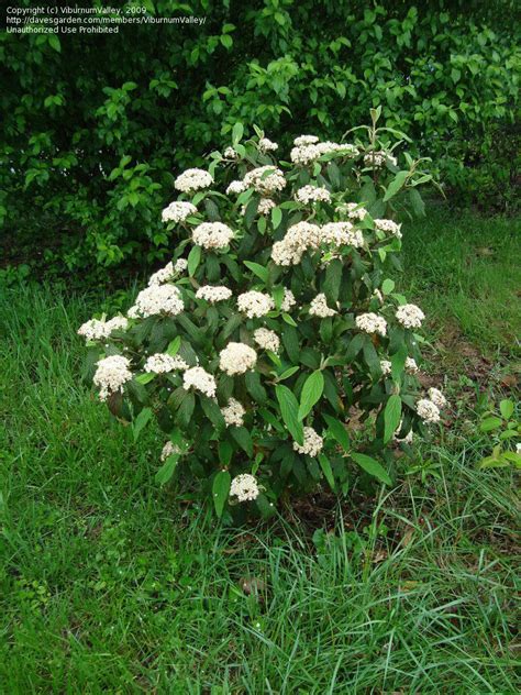 cree leatherleaf viburnium cheap small starts|viburnum crea for sale.